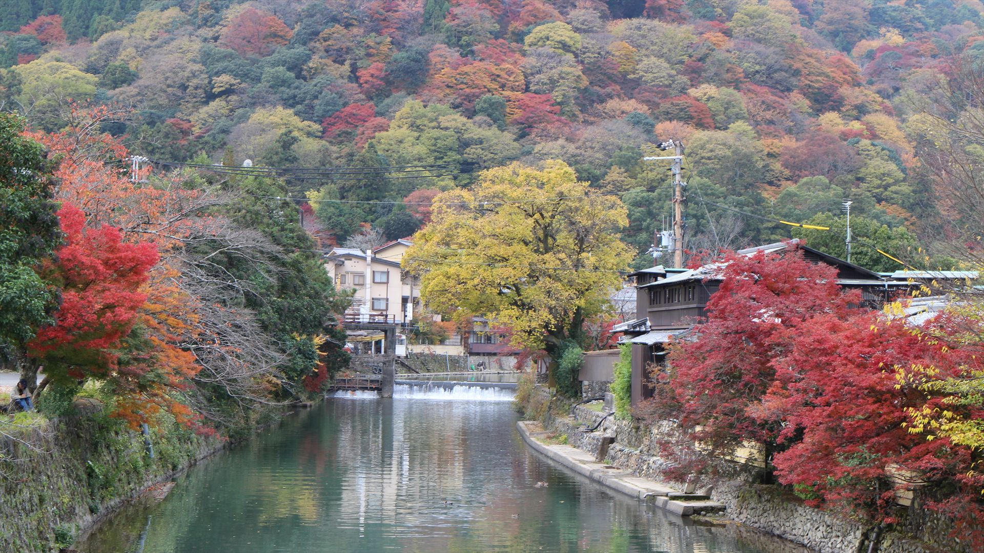 京都 自転車 コース 紅葉