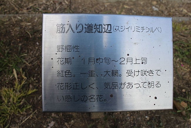 IMG_0917_R IMG_0917_R
