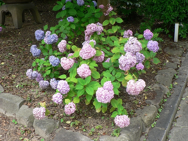 P1090502 P1090502