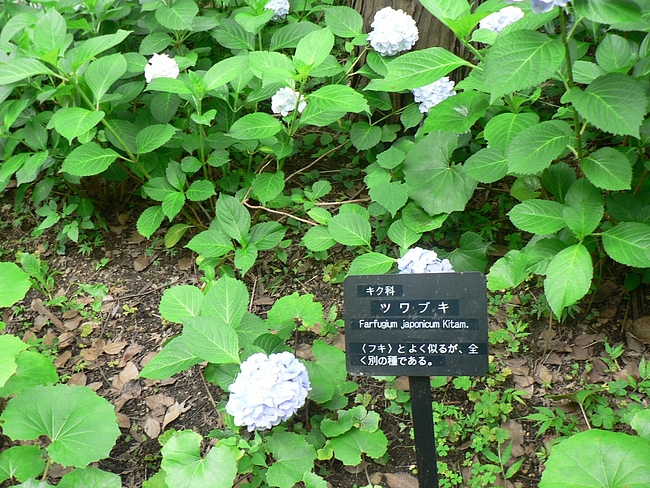 P1090525 P1090525