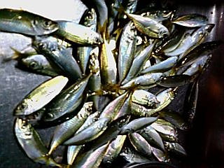 小アジのフライはタマラナ イ 日の丸目指し