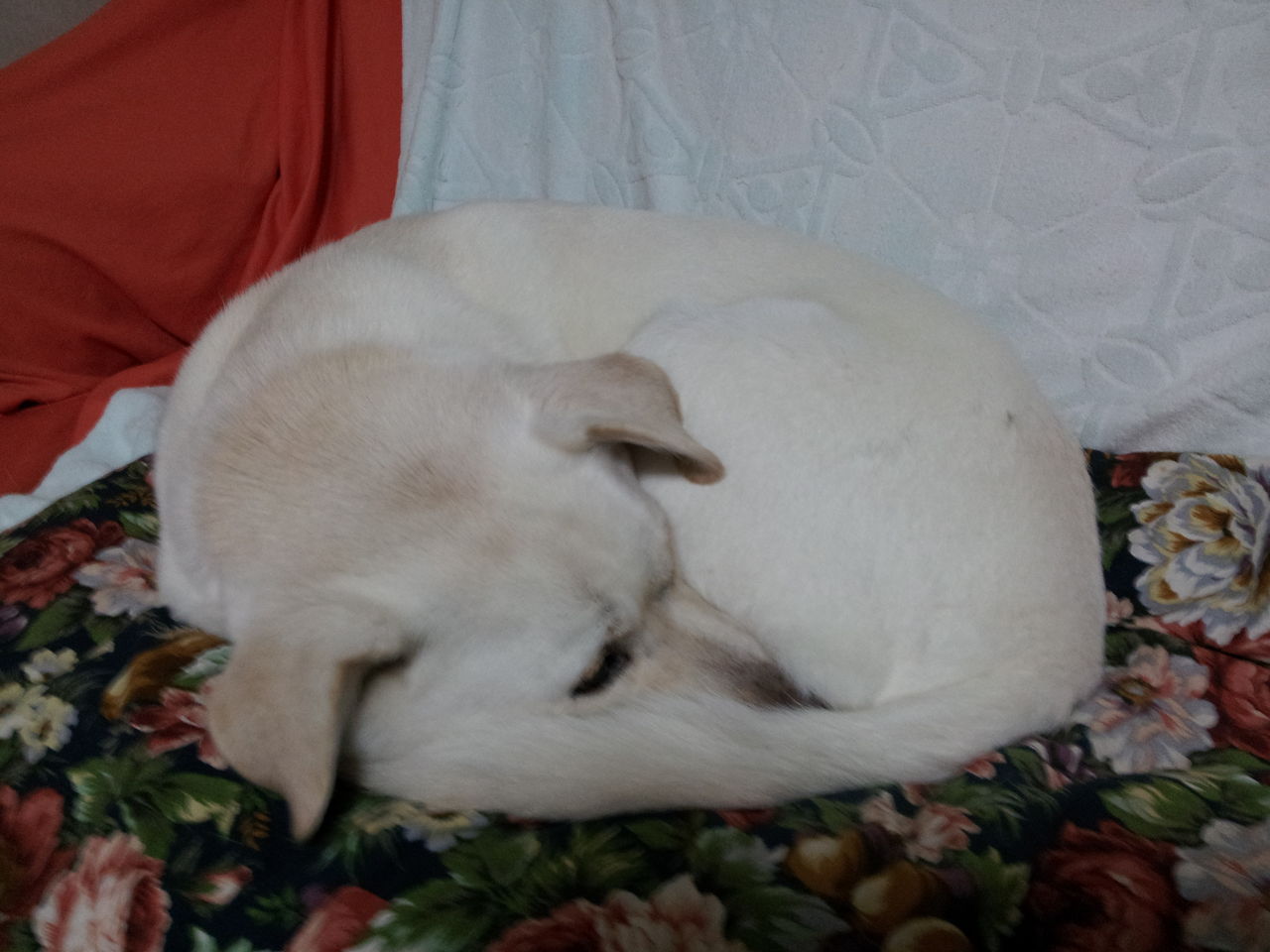 寝る時は 猫好き犬 蓮の日常 寝る時は 猫好き犬 蓮の日常