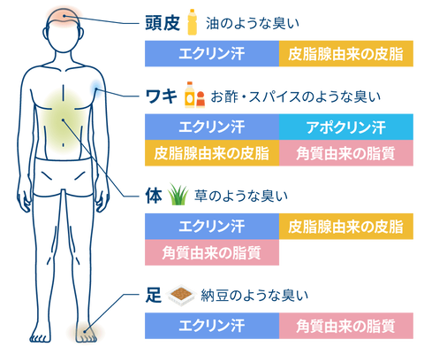 knowledge-smell-basics_02