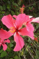 ハイビスカス
