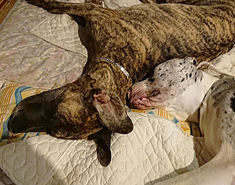 sleepig_doggies