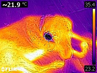 FLIR0432