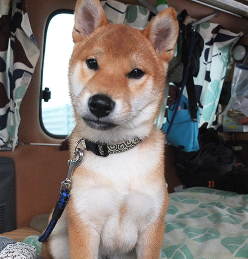 The Big 北海道 旅の記録 その12 本州の旅も楽しいぜ デーンのりぼんと とうちゃんのブログ