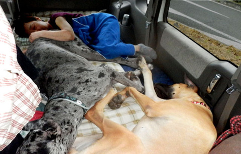 Resultado de imagen para Great Dane ç¬ ç§ã®æã§éã¶