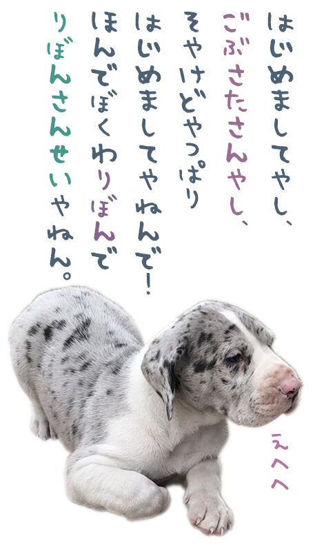 りぼんを訪ねて250里 さあ出発だっ デーンのりぼんと とうちゃんのブログ りぼんを訪ねて250里 さあ出発だっ デーンのりぼんと とうちゃんのブログ