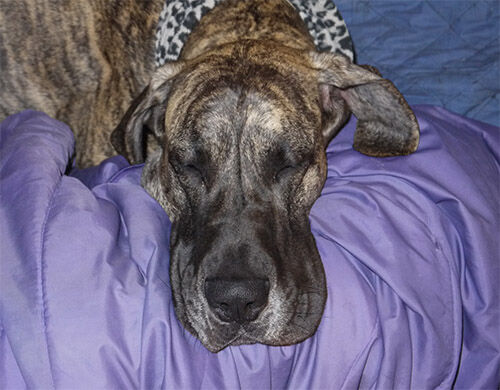 なんで犬と暮らしてるか ってかい デーンのりぼんと とうちゃんのブログ