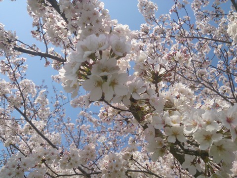 桜　蛇池１