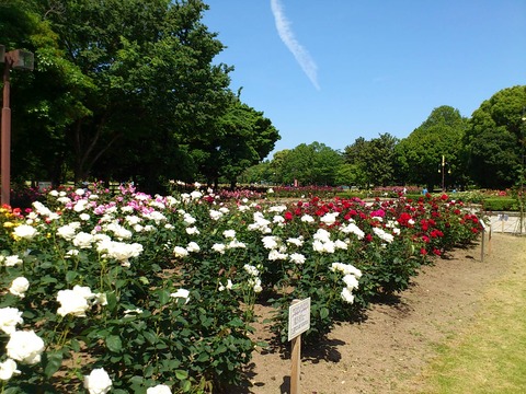 Welcome To Re News 庄内緑地公園 バラ園 Welcome To Re News 庄内緑地公園 バラ園