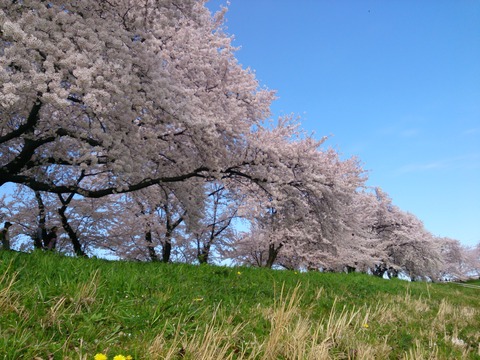 桜　洗堰から俯瞰