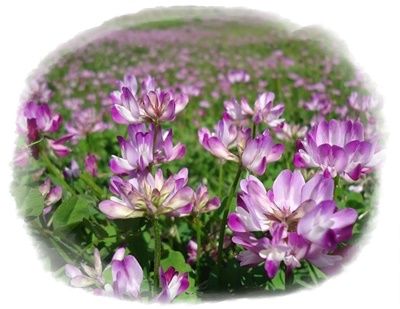 れんげたんぽぽのぶろぐ 舟木さん出演の舞台劇 伊豆の踊子 19年 読売ホール と れんげ草 れんげたんぽぽのぶろぐ 舟木さん出演の舞台劇 伊豆の踊子 19年 読売ホール と れんげ草