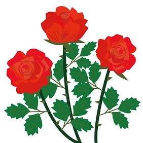 rose2