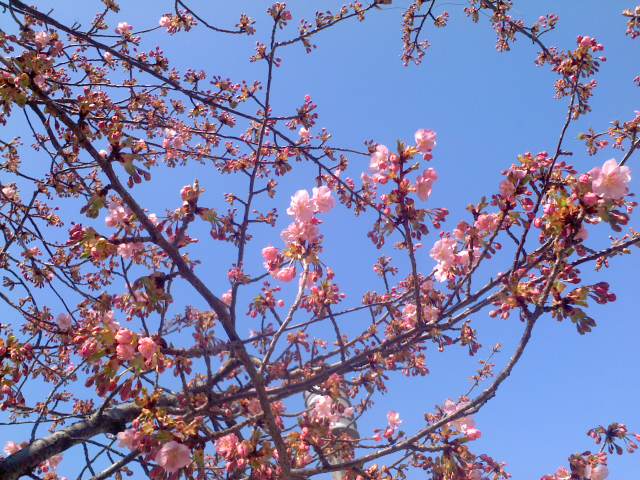 あすなひろし 嵐が丘 1967年ジュニアコンパクト 小百合さんとの対談記事/1967年雑誌「ジュニアコンパクト創刊号