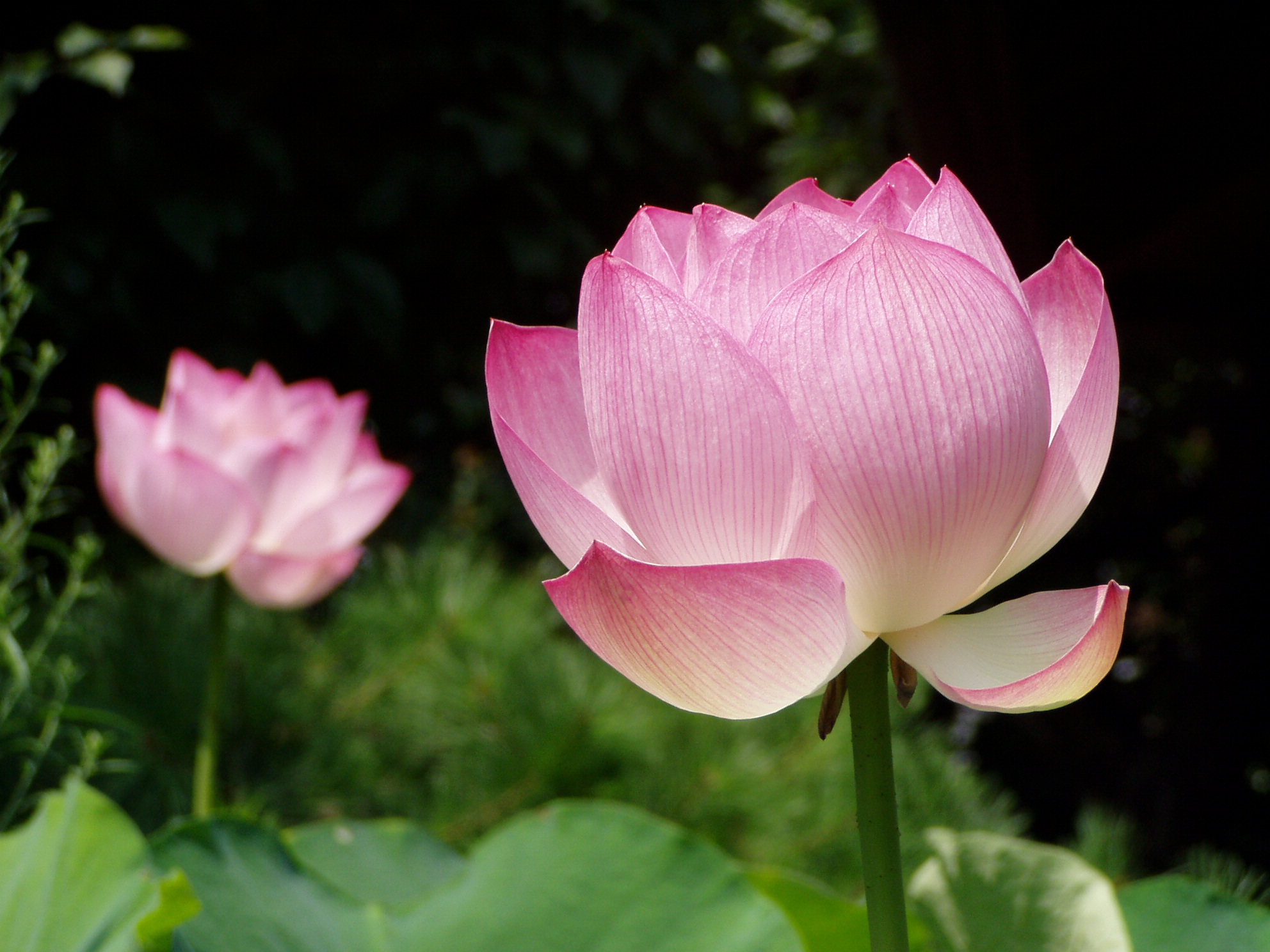 蓮の花 仏教を伝える奮闘記