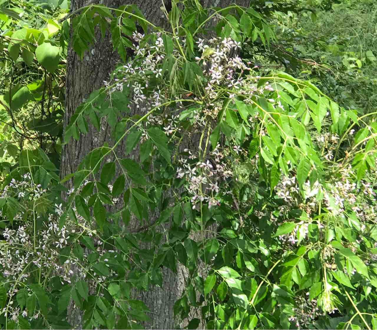 木に咲く白い花 のろのろおかん日記