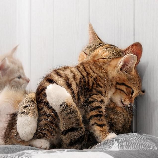 癒し猫 癒しのひととき 癒し猫 癒しのひととき