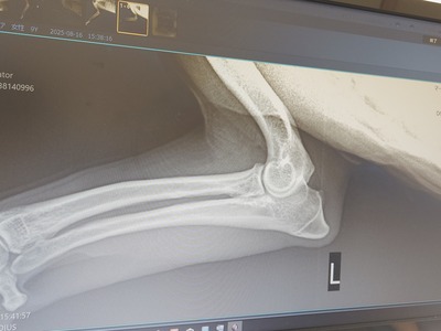 0816マーレ診察 (3)