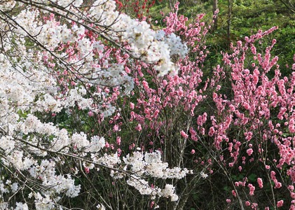 IMG_3075 (2)