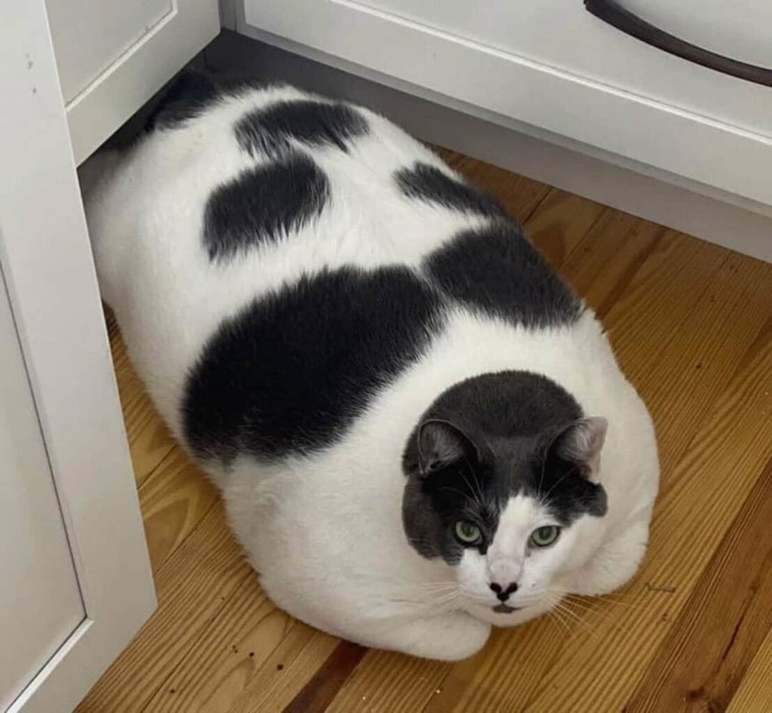 【激やせ⁉】世界で最も太った猫「パッチス」が19キロから12キロに…ジャンプもできる⁉