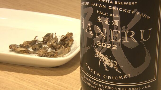 大学生と企業がタッグ！”コオロギ”酵母を用いた酒造りが全国初に