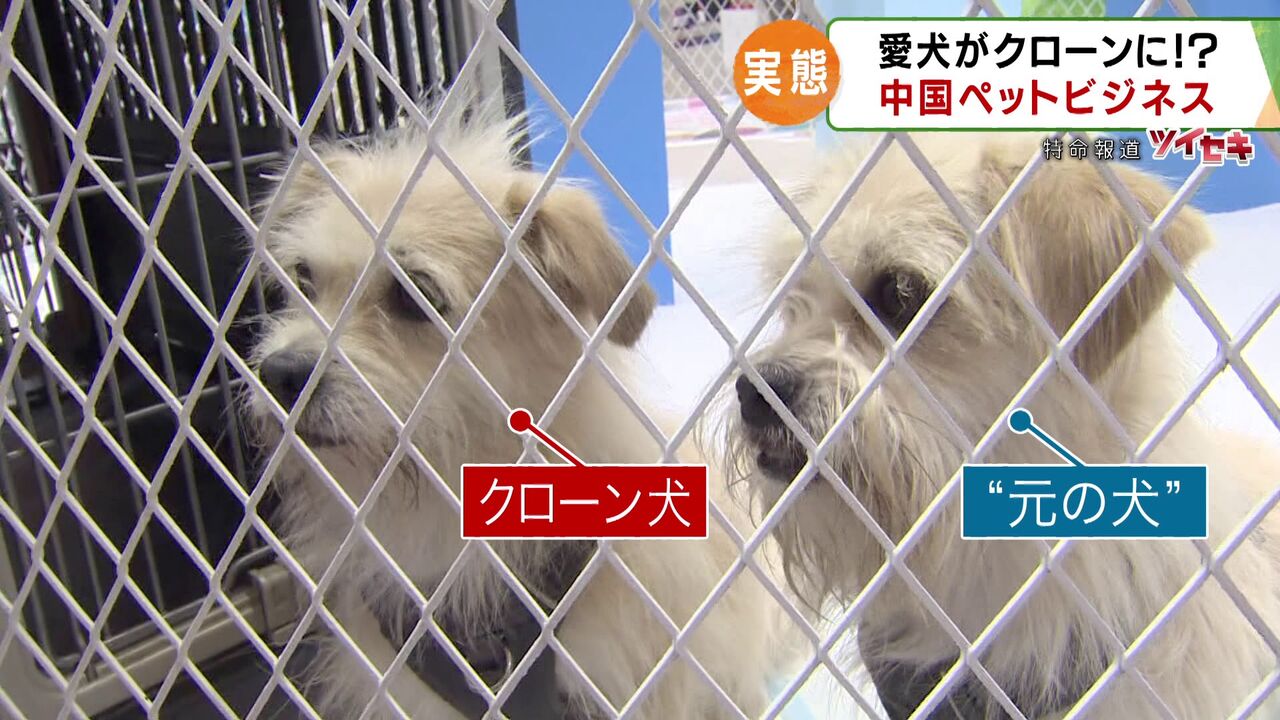 【依頼殺到】1匹700万円、DNA引継ぎ率99.9％で夢の再会を叶える…中国のペットクローン再生