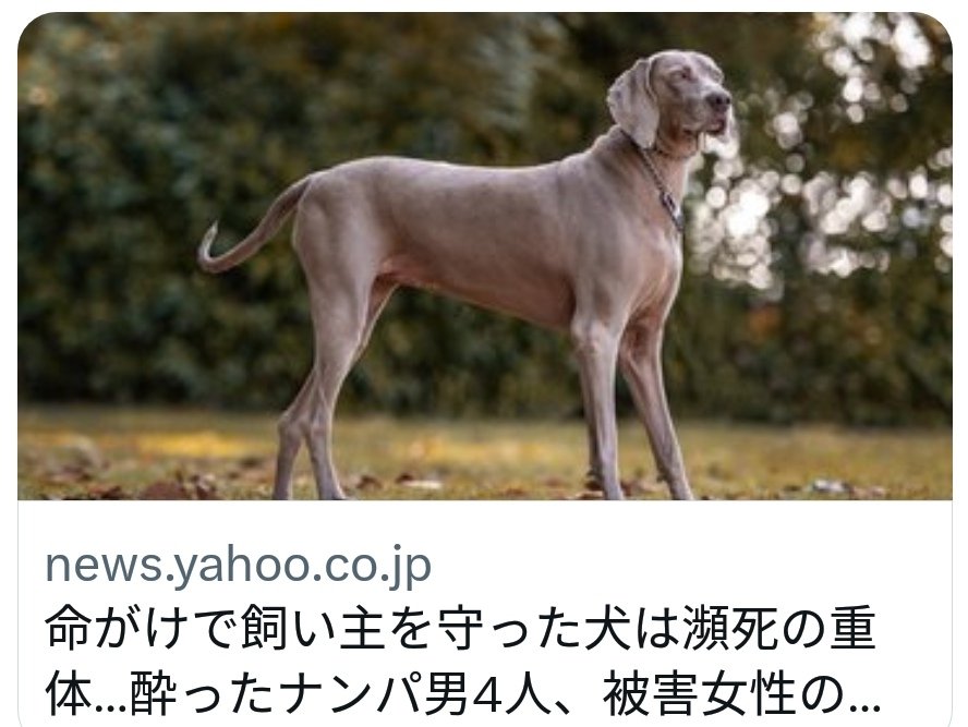 【ひどい】犬が飼い主を守り瀕死の重体に…酔ったナンパ男4人の非道な暴行