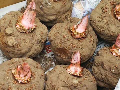 86歳男がコンニャク芋を盗んで暴行、80歳男性に重傷を負わせた衝撃の事件　千葉