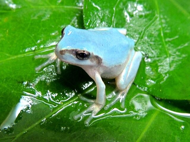【かわいい‼】希少な幸運の「水色ニホンアマガエル」が公開展示!体長3センチの小さな魅力 福岡の高校 : レンレンのとりざた速報