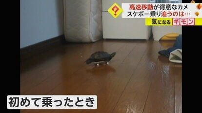 【速すぎるｗｗｗ】驚異のスピード！亀がスケボーで大好きな猫に追いつく「亀の動きじゃない」