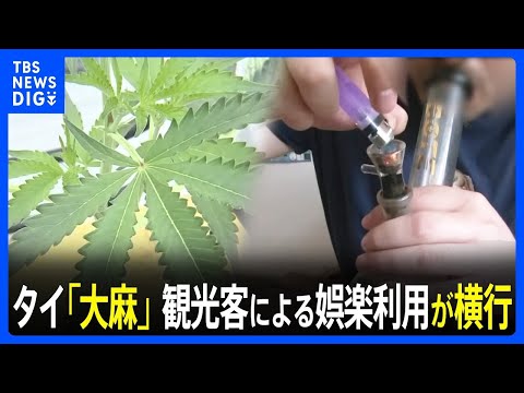 タイで大麻農家になった日本人「堂々と大麻を栽培して吸うのが夢だった」