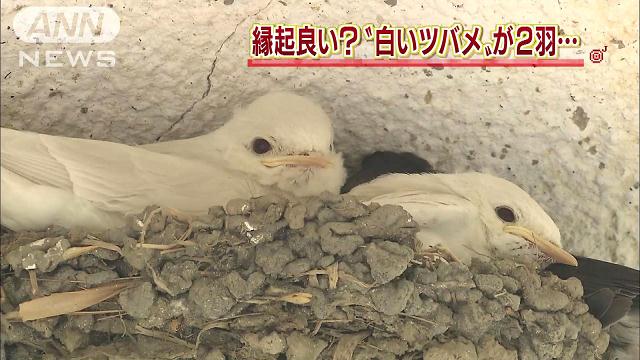 【幸せ】高知県東洋町で珍しい「白いツバメ」が民家で発見！幸運を呼ぶ？