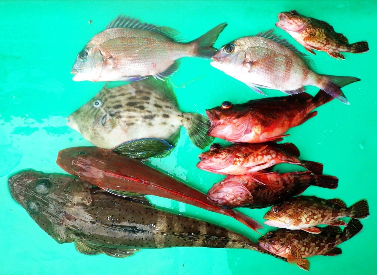 湾内の真鯛黒鯛釣りの外道にキス混じる 竹村貸舟店 高知県 浦ノ内湾 宇佐 須崎市横浪半島沖の船釣り 釣果情報 ブログ