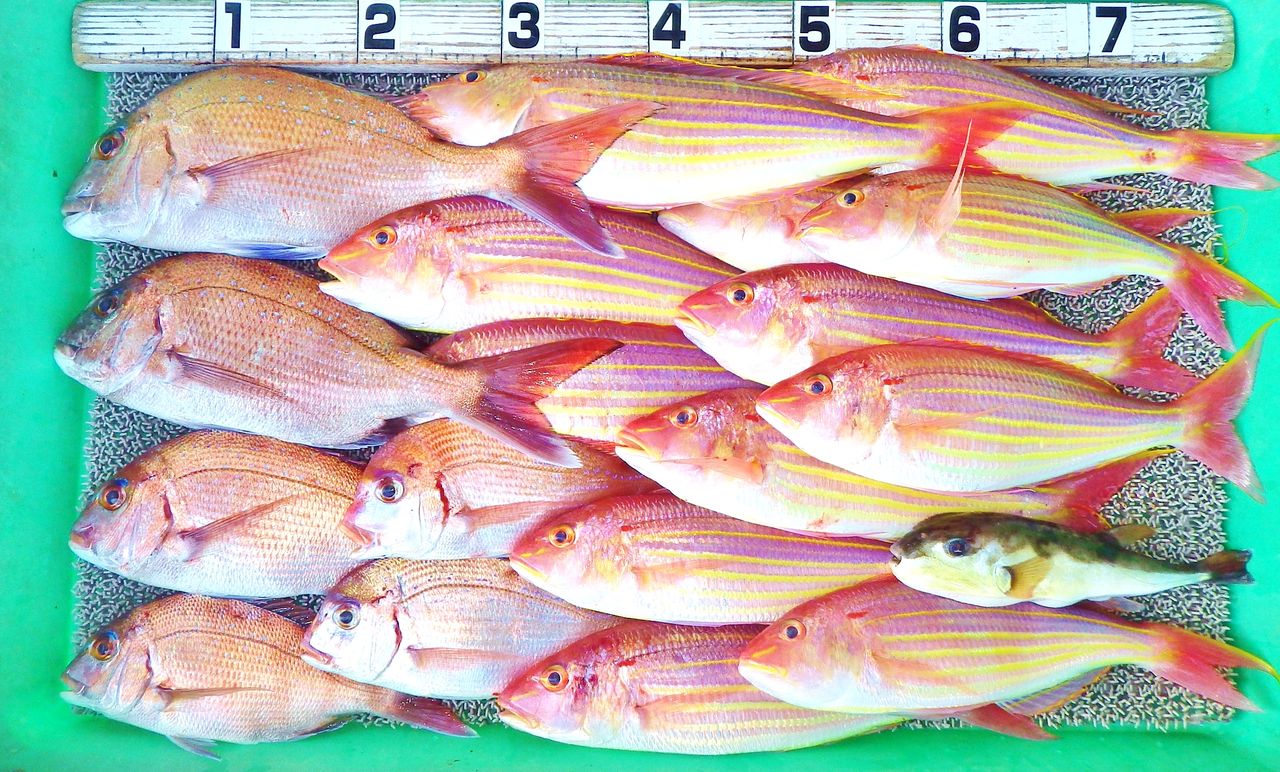 良型イトヨリがたくさん 大ジャンプで海へ戻ったお魚も 竹村貸舟店 高知県 浦ノ内湾 宇佐 須崎市横浪半島沖の船釣り 釣果情報 ブログ