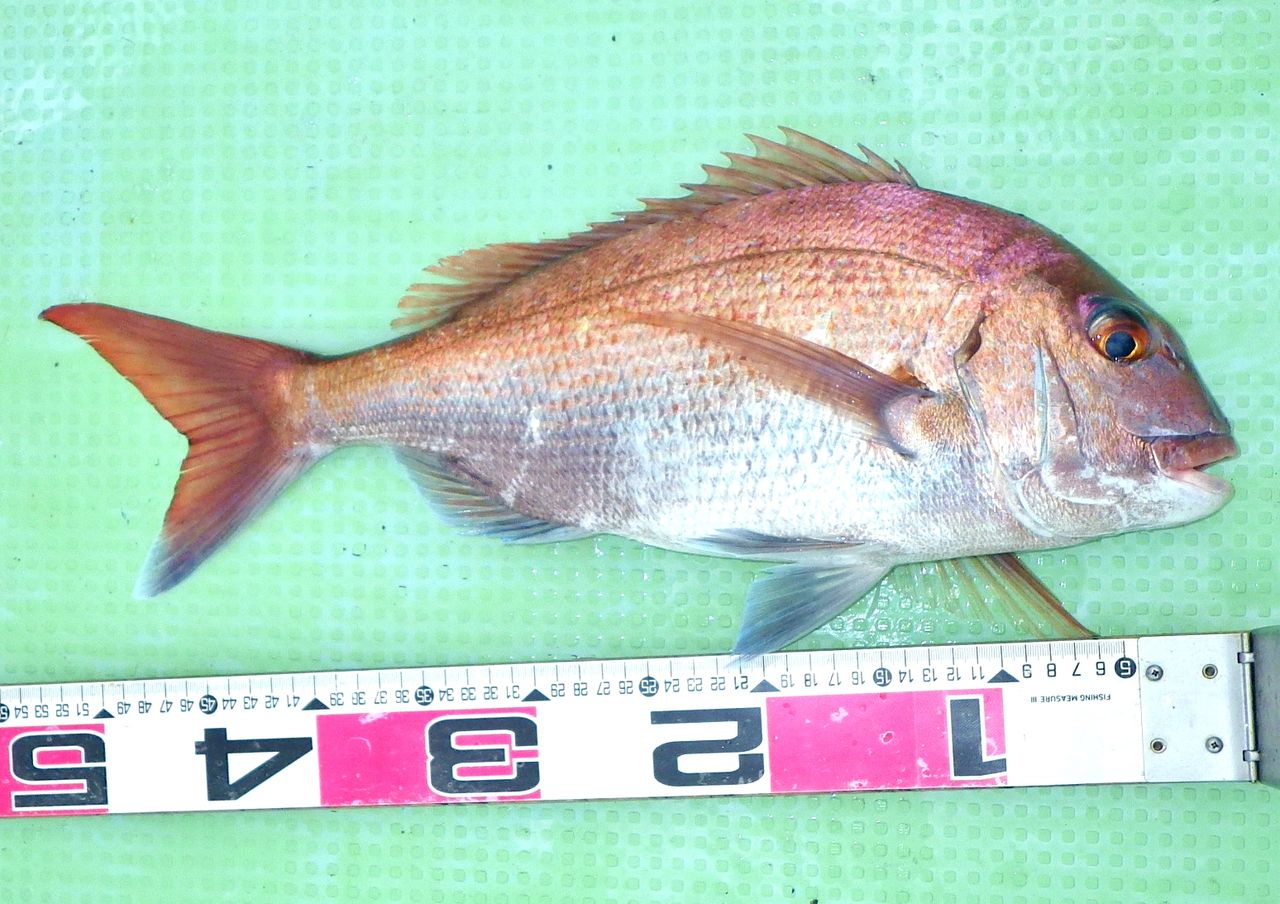 湾内で良型真鯛好調 最大54cm 竹村貸舟店 高知県 浦ノ内湾 宇佐 須崎市横浪半島沖の船釣り 釣果情報 ブログ 湾内で良型真鯛好調 最大54cm 竹村貸舟店 高知県 浦ノ内湾 宇佐 須崎市横浪半島沖の船釣り 釣果情報 ブログ