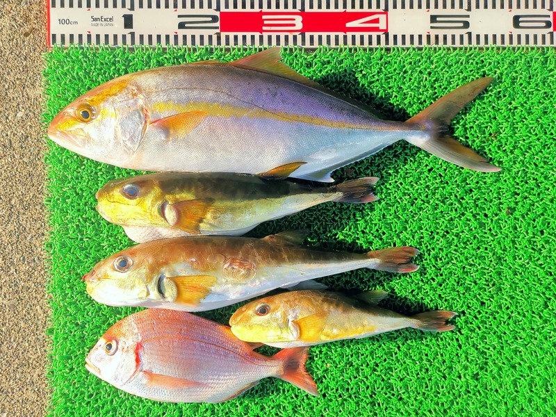 IMG_20211114_152414_edit_1060283872343420