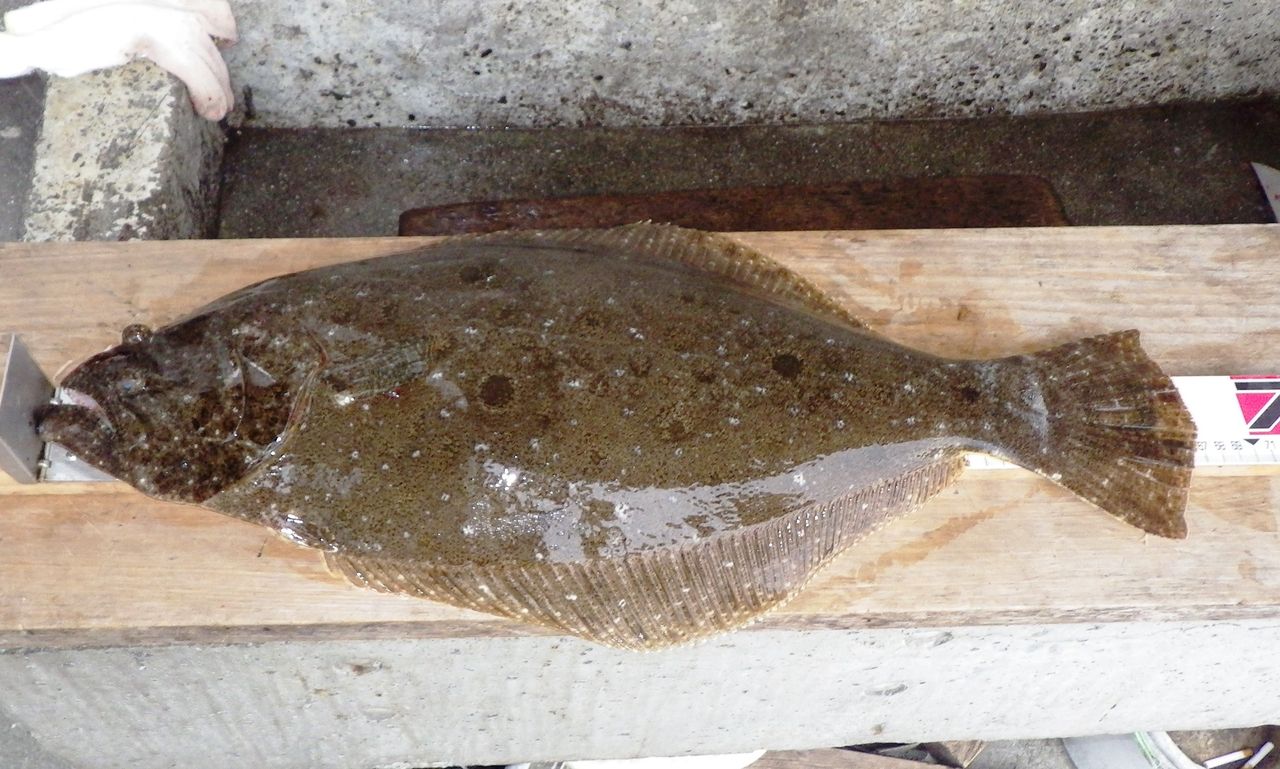 ヒラメ釣果特集 今シーズンはヒラメの当たり年 仕掛け 釣り方 竹村貸舟店 高知県 浦ノ内湾 宇佐 須崎市横浪半島沖の船釣り 釣果情報 ブログ
