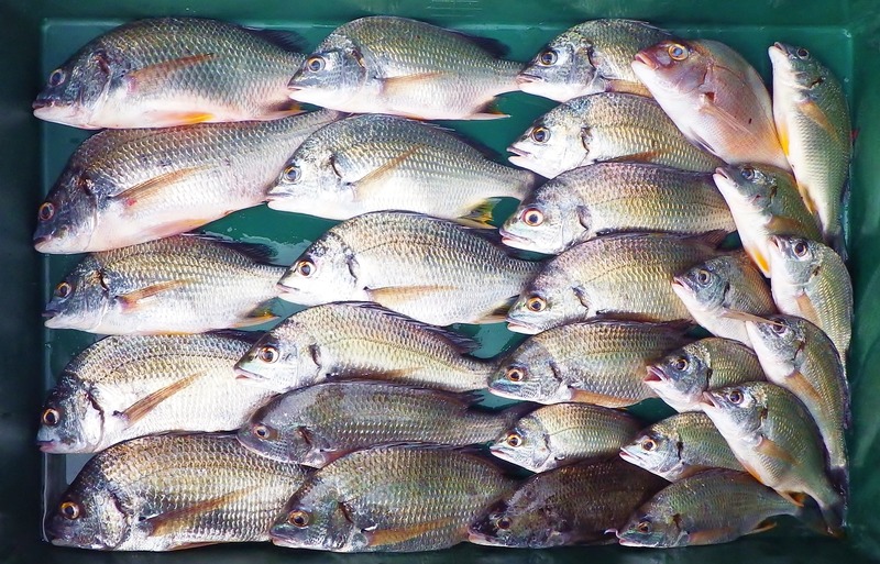 IMGP6828
