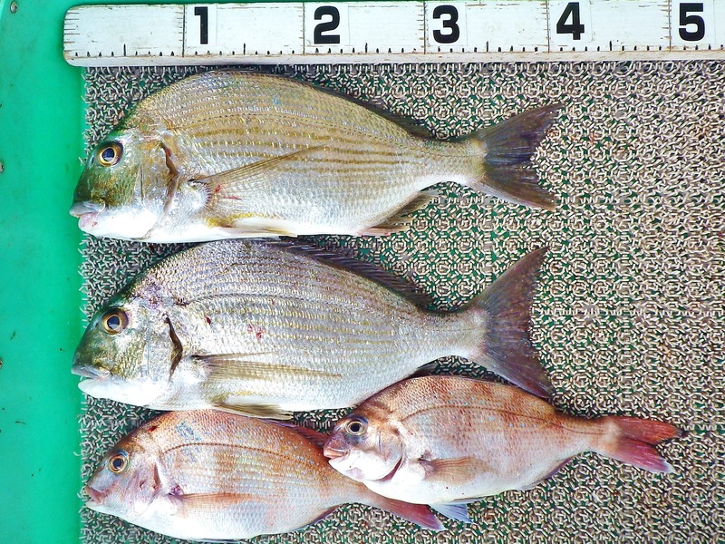 IMGP9217
