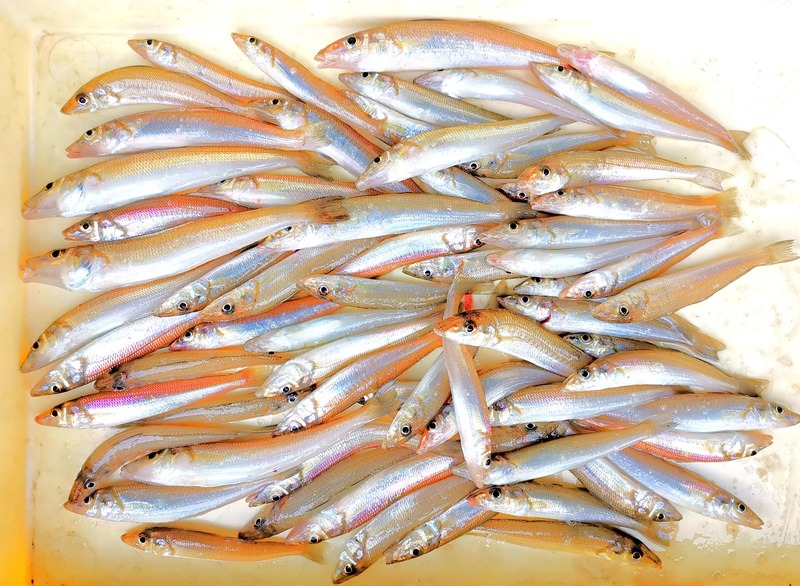 IMG_20220703_152924_edit_387075956643540