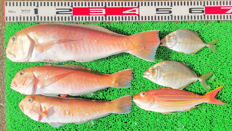 IMG_20260131_144930_edit_244724052532968