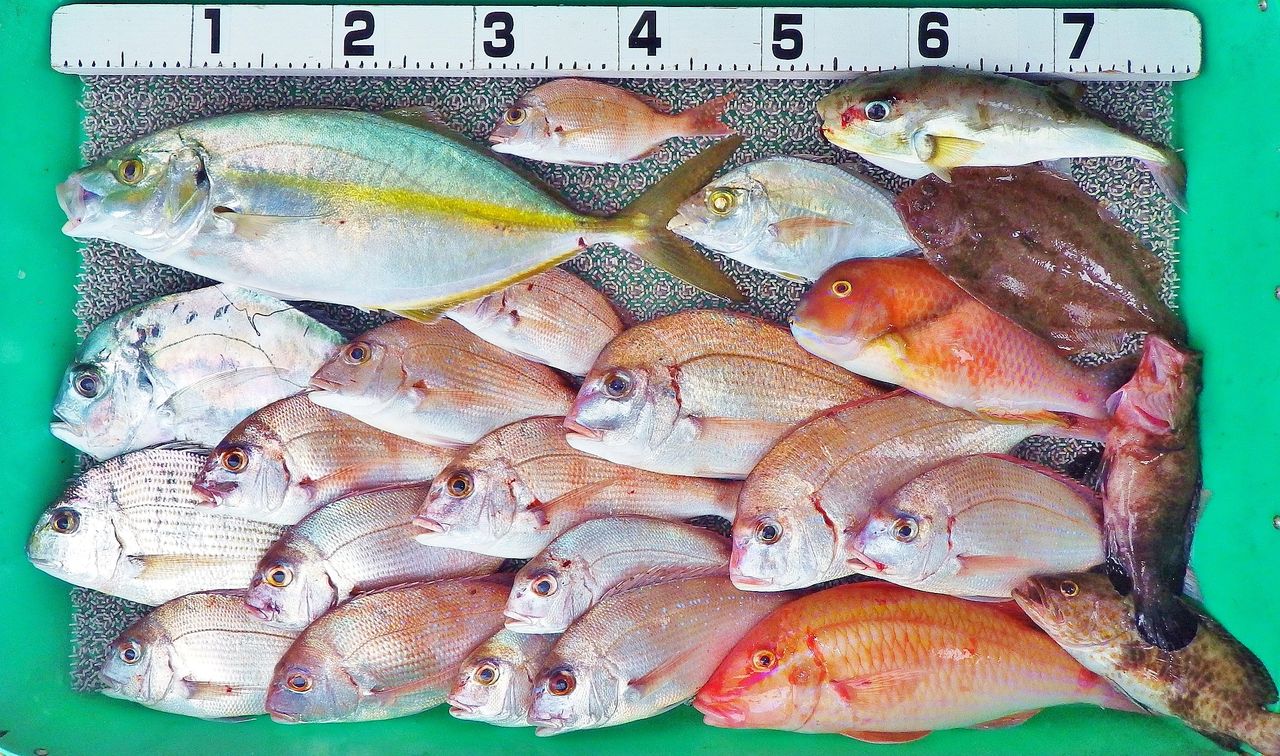オオカミ顔の高級魚シマアジの51cm 1 5kgが口切れせず見事に釣れる 竹村貸舟店 高知県 浦ノ内湾 宇佐 須崎市横浪半島沖の船釣り 釣果情報 ブログ オオカミ顔の高級魚シマアジの51cm 1 5kgが口切れせず見事に釣れる 竹村貸舟店 高知県 浦ノ内湾 宇佐 須崎市横浪半島沖の船釣り 釣果情報 ブログ