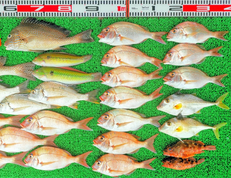 IMG_20220729_130230_edit_76019102208712