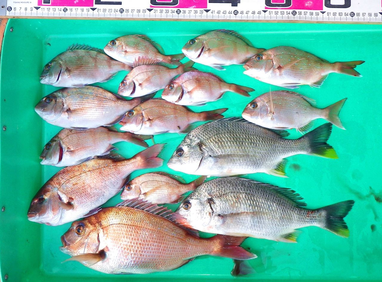 テンヤで67cmのネイリ 泳がせ釣りではヒラメにマゴチにオオモンハタも 竹村貸舟店 高知県 浦ノ内湾 宇佐 須崎市横浪半島沖の船釣り 釣果情報 ブログ