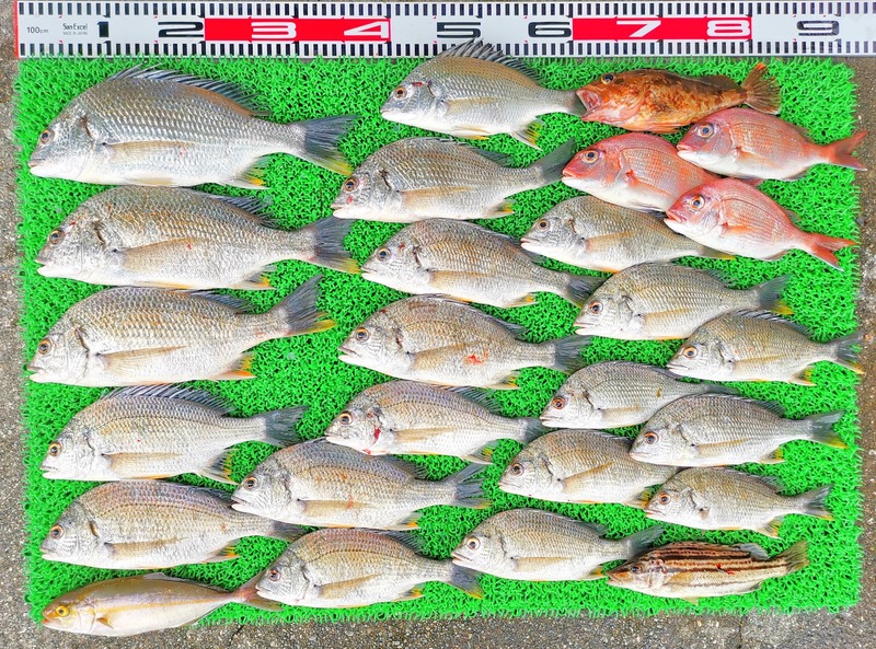 IMG_20220711_153120_edit_564265730417544