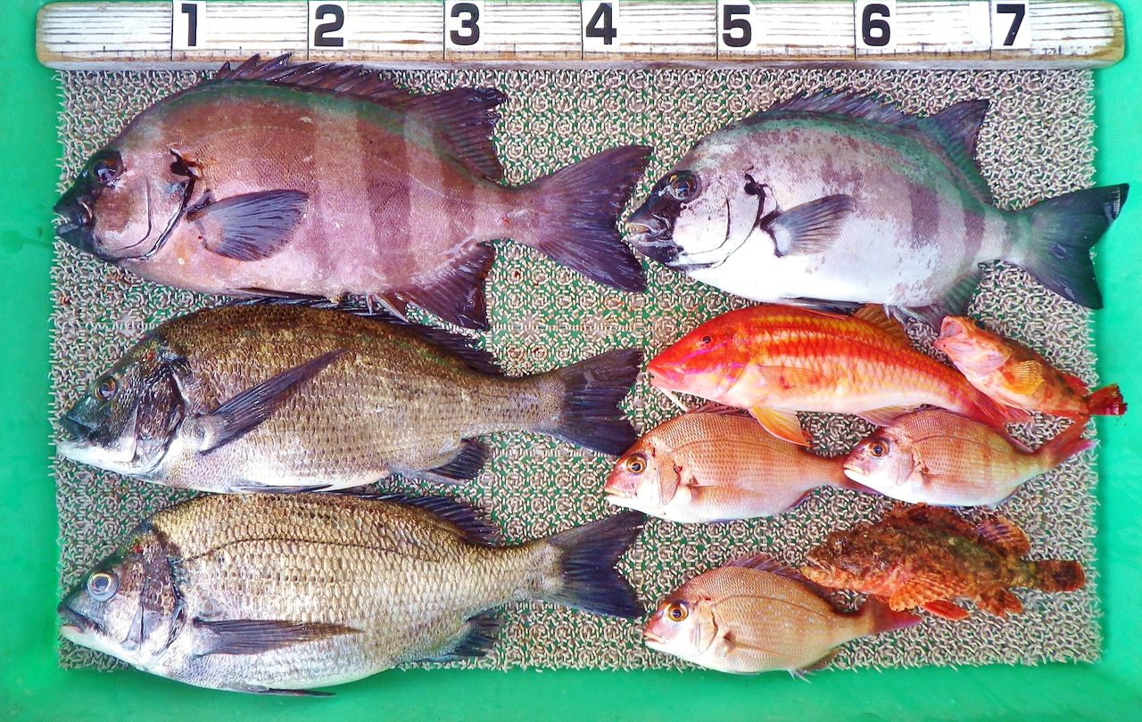 のっこみ黒鯛狙いの外道で石鯛 50cm弱の良型マダイも 竹村貸舟店 高知県 浦ノ内湾 宇佐 須崎市横浪半島沖の船釣り 釣果情報 ブログ