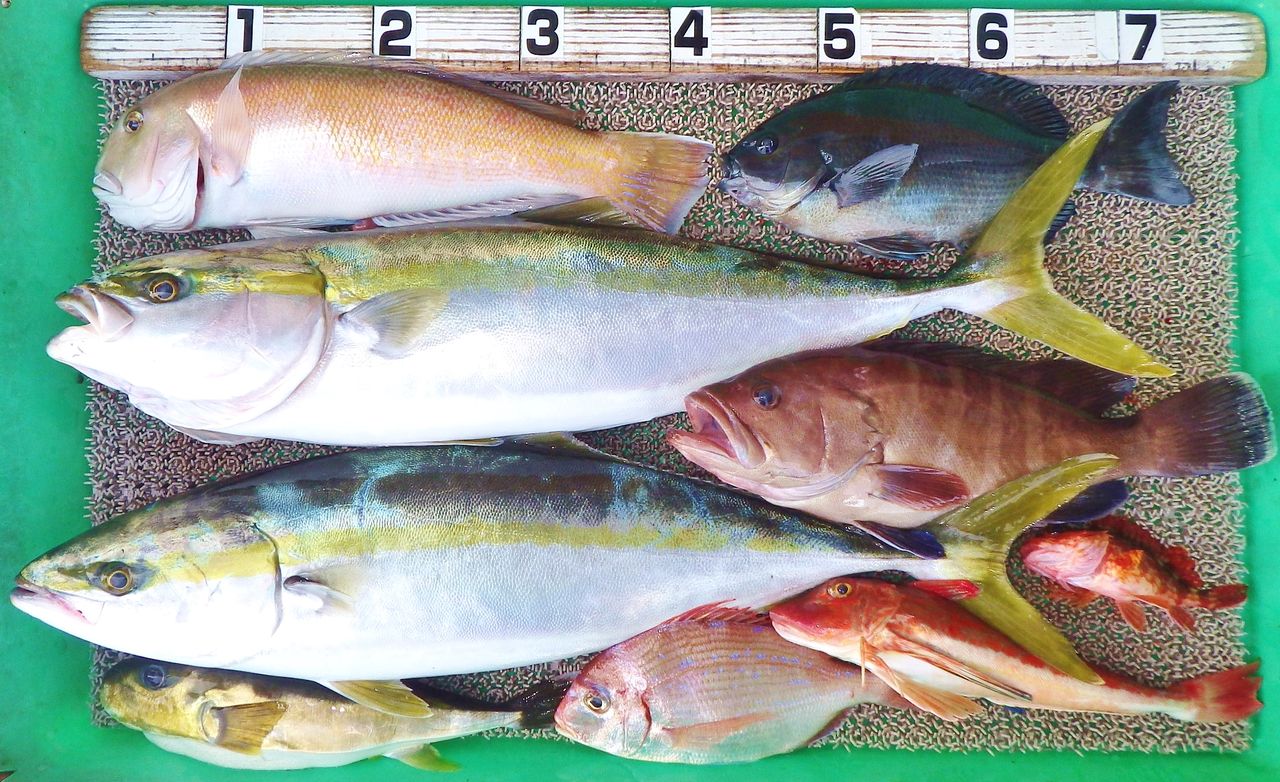 沖はシロアマダイ メジロ マハタ グレ ヒラスズキ 湾内はキスやチヌなど 竹村貸舟店 高知県 浦ノ内湾 宇佐 須崎市横浪半島沖の船釣り 釣果情報 ブログ 沖はシロアマダイ メジロ マハタ グレ ヒラスズキ 湾内はキスやチヌなど 竹村貸舟店 高知県 浦ノ内湾 宇佐 須崎市横浪半島沖の船釣り 釣果情報 ブログ