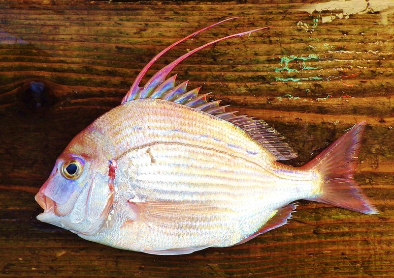 IMGP7826